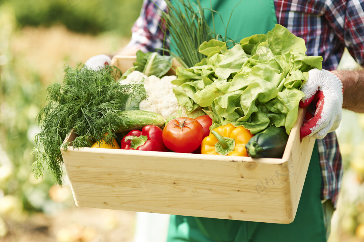 新鲜度一个熟人手里拿着蔬菜的盒子的特写镜头室内植物户外园艺