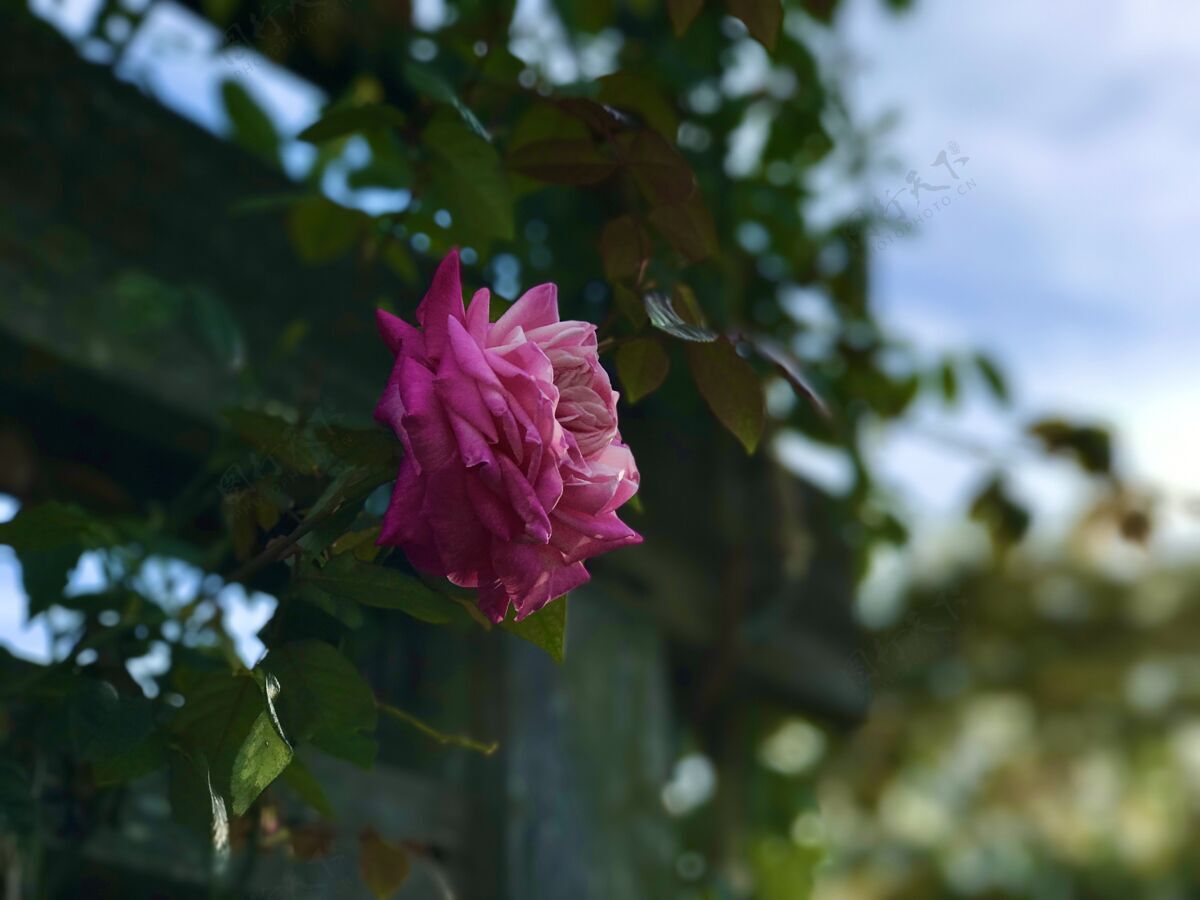 树枝特写选择性聚焦拍摄一朵盛开的粉红玫瑰花园花草