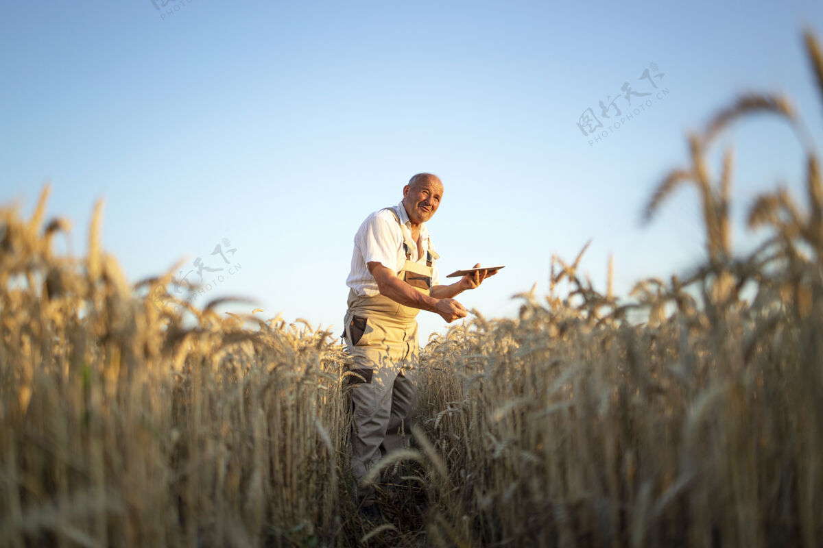 观察麦田里的高级农艺师手持平板电脑 在收割前检查庄稼的画像融资在线乡村