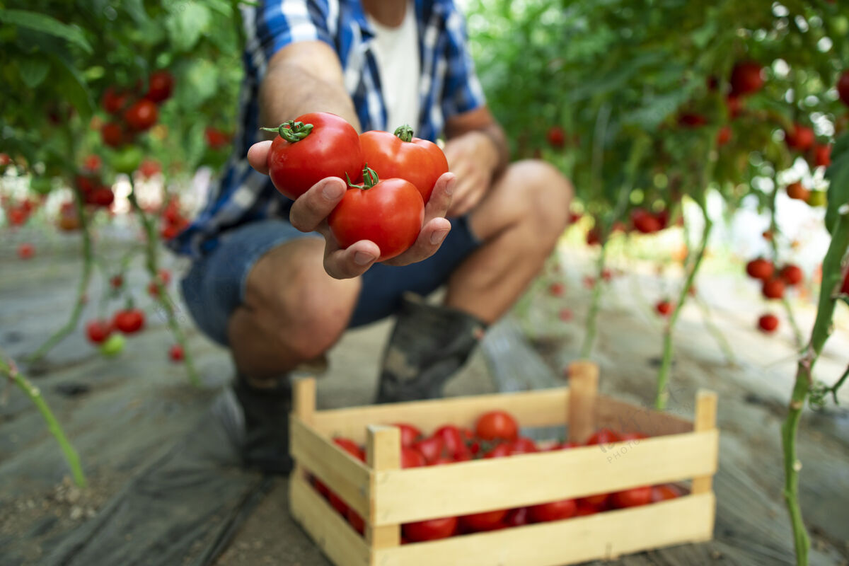 蔬菜站在有机食品农场里 一个手拿西红柿 面目全非的农民自然花园美味