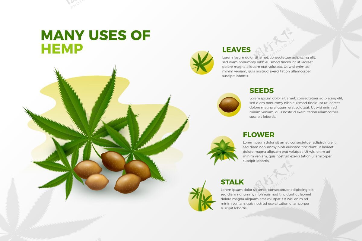 大麻hemp信息图模板的使用信息图药草图形